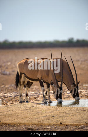 Two oryx gazellas drink water at sunrise in Etosha National Park, Namibia Stock Photo