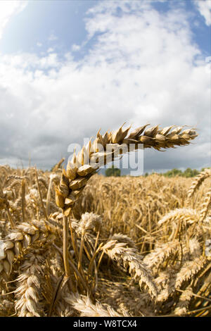 Ripe wheat in August growing close to the town of Gillingham in North Dorset England UK GB Stock Photo