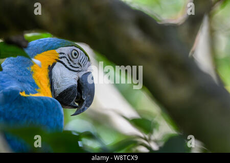 Blue-and-yellow Macaw - Ara ararauna - blue-and-gold macaw - blue and yellow | blue and gold parrot Stock Photo