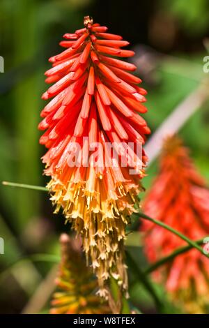 Kniphofia Papaya Popsicle (Popsicle Series), red-hot poker Papaya ...