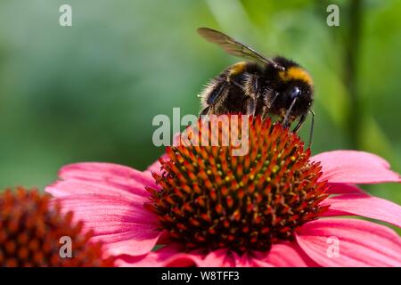 Bumblebee pollinating a Echinacea ‘Moodz Cosy’ Stock Photo