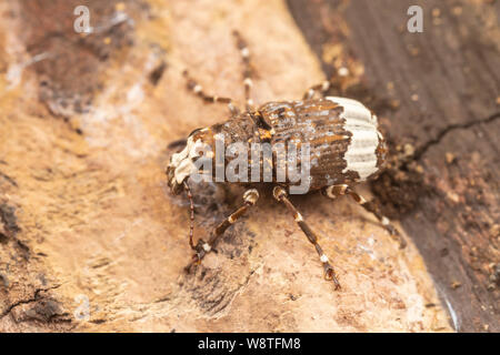 A Fungus Weevil (Eurymycter fasciatus) explores the surface of a dead tree. Stock Photo