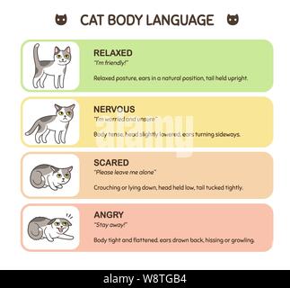 Cat Language Chart