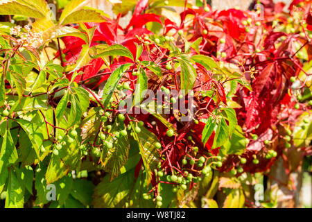 Autumn leaves of wild grapes, close-up macro horizontal background. Wine vine with green and red leaves, unripe small ovaries of wild grapes Stock Photo