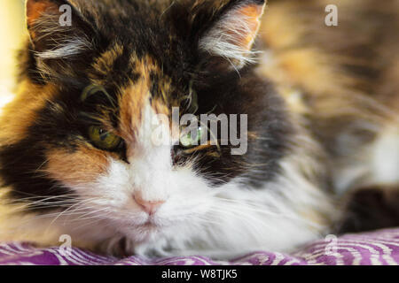 Close-up of a long-haired, calico cat (Felis catus) Stock Photo