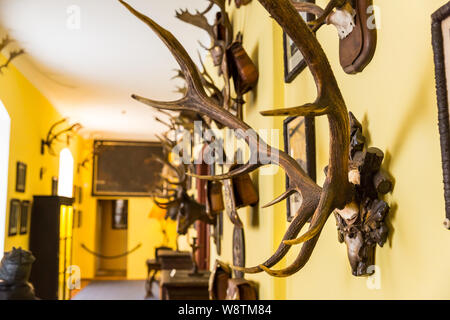 The hall of trophies, deer antlers, Europe Stock Photo