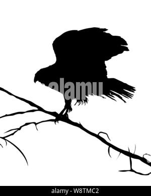 Eagle silhouette on a tree, vector objects over white background Stock Vector