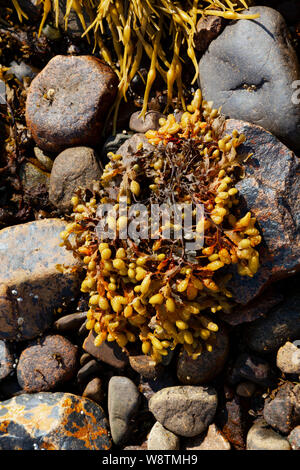 Ascophyllum nodosum, feamainn bhuí, rockweed, Norwegian kelp, knotted kelp, knotted wrack or egg wrack Stock Photo