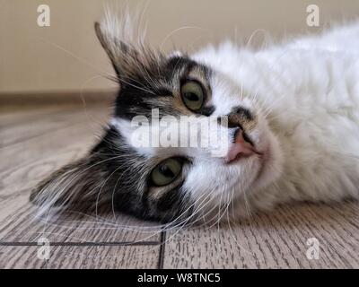 lazy cat Stock Photo