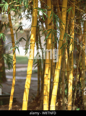 Bamboo bush, Serrekunda, Republic of The Gambia Stock Photo