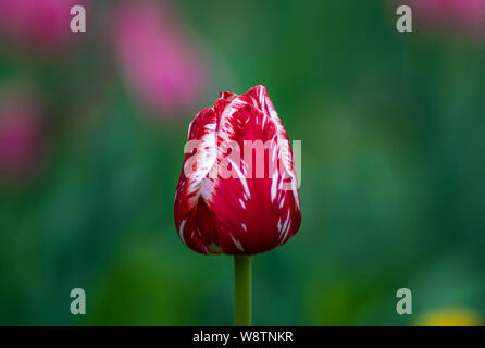 Close up of red and white, multicolored tulip flower blooming and green leaf background in the city park. Symbol of Love. Stock Photo