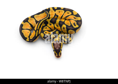 The royal python isolated on white background Stock Photo - Alamy