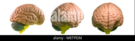 Anatomical model of human brain isolated on white Stock Photo