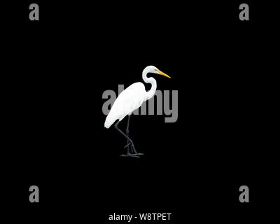 Adult snowy egret cut out on a black background with one foot lifted Stock Photo