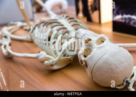 Model of human skeleton on the table, education Stock Photo
