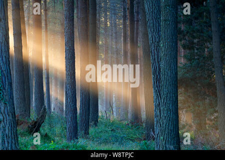 Rays of sunlight late afternoon in a pine forest Stock Photo