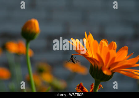 A dead bee on an orange daisy flower (calendula officinalis) Stock Photo