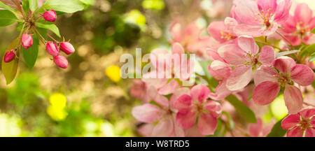 Large panorama of a blooming apple tree with pink crab flowers and buds in warm colors. Background wallpaper banner. Flowering apple orchard Stock Photo