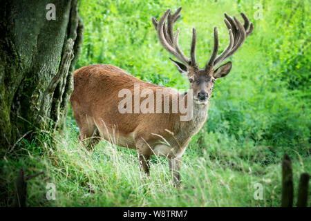 Red Deer stag  up close