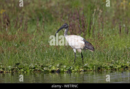 Solitary Sacred ibis, Threskiornis aethiopicus, standing at lake edge, Lake Naivasha, Kenya Stock Photo