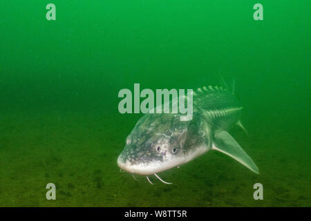 An endangered White Sturgeon swims in the Harrison River. British Columbia. Canada. Stock Photo