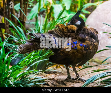 beautiful closeup portrait of a palawan peacock, colorful pheasant specie from the palawan island Stock Photo