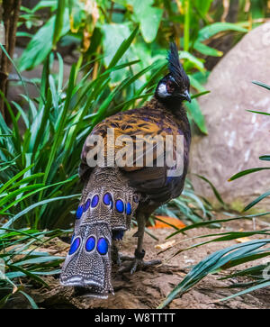 closeup of a male palawan pheasant from the back, beautiful peacock with colorful feathers Stock Photo