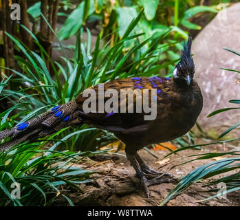 portrait of a palawan peacock, beautiful and colorful pheasant specie from the palawan island Stock Photo