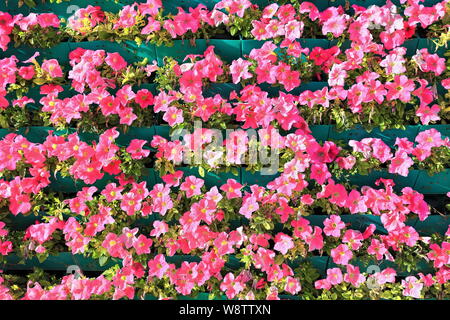 Pink morning glory-Ipomoea carnea flowers. Ruoqiang Charkhlik town-Xinjiang-China-0408 Stock Photo