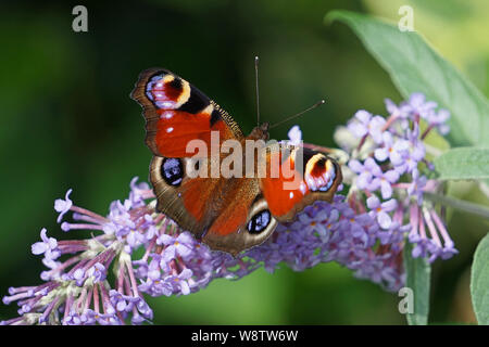 A close-up of a peacock butterfly on a buddleia bush Stock Photo