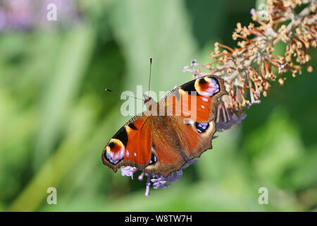 A close-up of a peacock butterfly on a buddleia bush Stock Photo