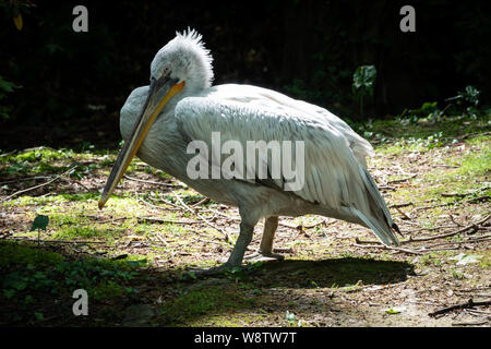 The Dalmatian pelican, Pelecanus crispus, is the most massive member of the pelican family. A large white pelican stands among green bushes. Stock Photo