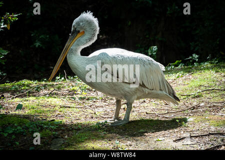 The Dalmatian pelican, Pelecanus crispus, is the most massive member of the pelican family. A large white pelican stands among green bushes. Stock Photo
