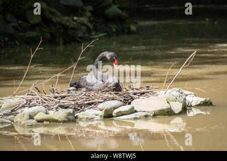 A black swan with a red beak sits in a nest in a pond. Cygnus atratus Stock Photo