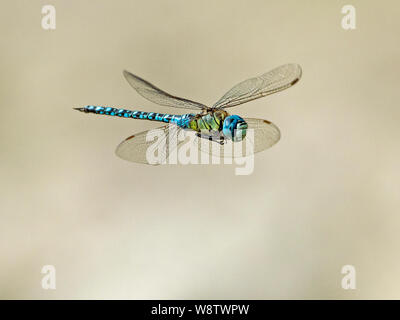 Male Southern Migrant Hawker (Aeshna affinis) in flight, Cambridgeshire, England Stock Photo