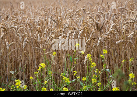 Wheat field in Oxfordshire. English farm crops. Yellow flowers in foreground are Rapeseed (Brassica napus) Stock Photo