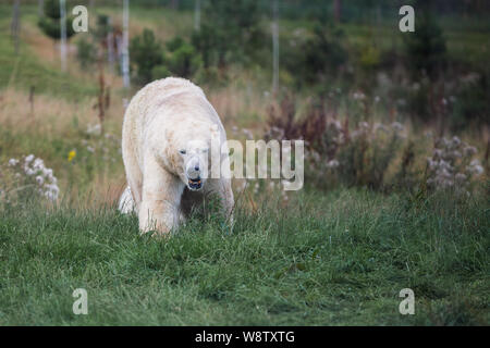 A large polar bear walks towards the camera in a green field. Summer England Stock Photo