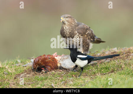Common buzzard Buteo buteo, feeding on male Common pheasant Phasianus colchicus with Common magpie Pica pica in foreground,  Berwick Bassett, Wiltshir Stock Photo