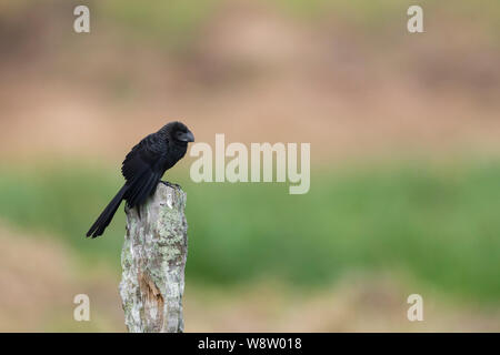 Smooth-billed ani Crotophaga ani, adult, perched on post, Los Llanos, Colombia, March Stock Photo