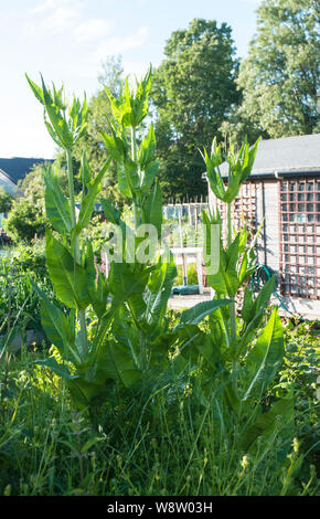Teasels growing wild on spare land  T Stock Photo
