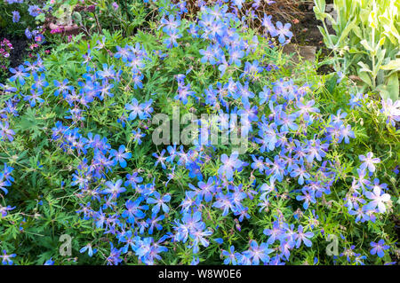 Geranium platypetalum in flower in a herbaceous border  A clump forming blue flowered perennial that is frost hardy Stock Photo