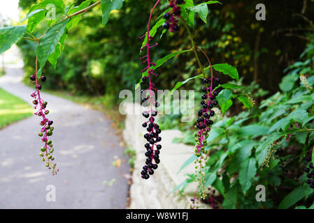 Behind the berries the road goes into the distance and turns behind a green foliage. Ivy winds in the shade of trees. Asphalt walkway between the gras Stock Photo