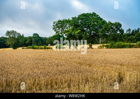 Storm clouds gather over the wheat fields of Sheffield in August Stock Photo