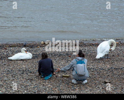 Two women sitting close to white swans on a pebble beach of the river Thames along the South Bank in London on an evening in August.