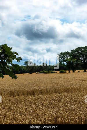 Storm clouds gather over the wheat fields of Sheffield in August Stock Photo