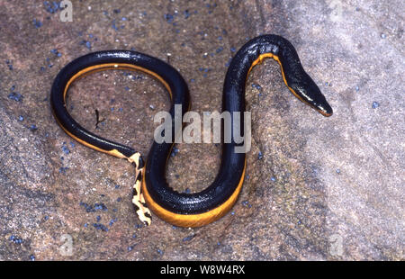 Yellow-bellied Sea Snake Stock Photo