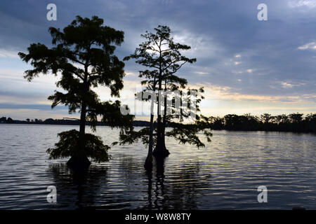 Cypress trees are silhouetted against morning clouds on the Perquimans River outside the small town of Hertford in North Carolina. Stock Photo