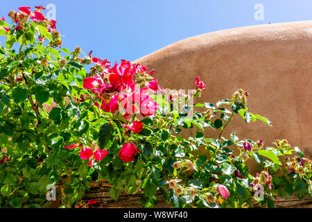 Closeup of red pink rose flowers in summer by adobe style architecture in New Mexico Stock Photo