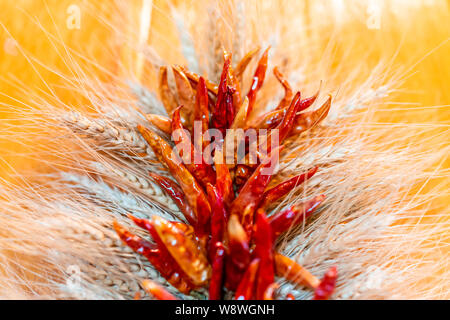 Mexican ristra dried red chile peppers hanging as decoration on door in house in New Mexico macro closeup Stock Photo