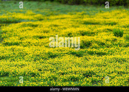 Colorful vivid color in field meadow of buttercup yellow flowers in Crested Butte, Colorado Snodgrass trail in summer in Rocky Mountains Stock Photo